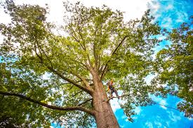 Best Utility Line Clearance  in Jeffersonville, IN