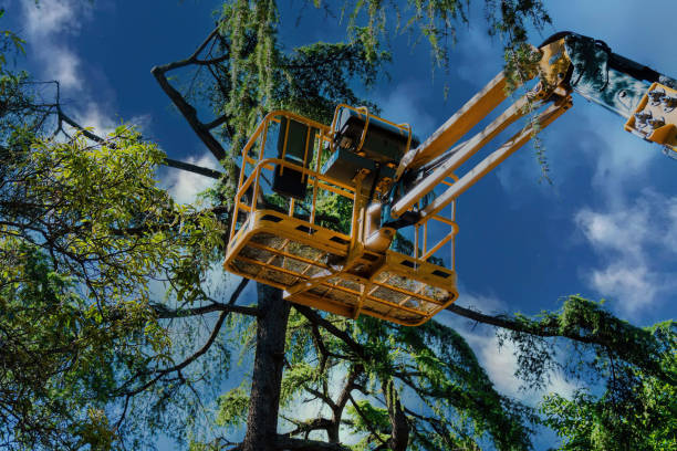 How Our Tree Care Process Works  in  Jeffersonville, IN